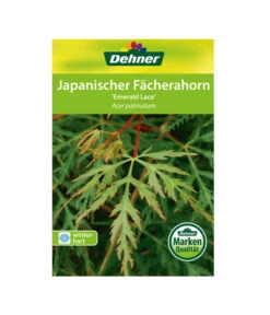 Japanischer Fächerahorn 'Emerald Lace' -Compo Verkaufsgeschäft 00000000 Acer palmatum Emerald Lace 2016 1