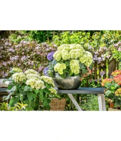 Dehner Keramik-Topf Bavaria, Bauchig -Compo Verkaufsgeschäft 167510 167544 167643 WE MO 001 KeramikPflanztopfBavariaglasiert