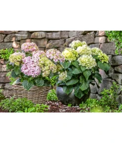 Dehner Keramik-Topf Bavaria, Bauchig -Compo Verkaufsgeschäft 167510 167544 167643 WE MO 002 KeramikPflanztopfBavariaglasiert