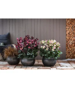 Dehner Keramik-Topf Bavaria, Bauchig -Compo Verkaufsgeschäft 167510 167544 167643 WE MO 004 KeramikPflanztopfBavariaglasiert