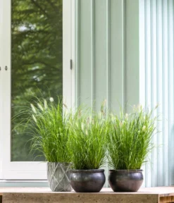 Dehner Keramik-Topf Bavaria, Bauchig -Compo Verkaufsgeschäft 167510 167544 167643 WE MO 009 KeramikPflanztopfBavariaglasiert