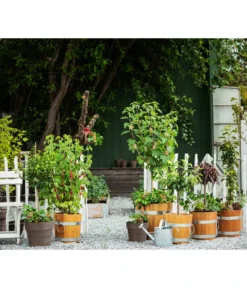 Küferei Kardos Robinienkübel, Rund -Compo Verkaufsgeschäft 1709096 1709401 1709443 1709732 1709807 1710037 WE MO 002 Robinienkuebelrund