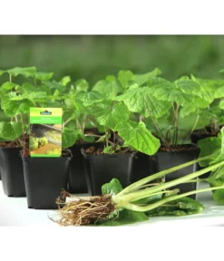 Wasabi -Compo Verkaufsgeschäft 20120718 WE MO 001 Wasabi Gs kleine Planzen 03