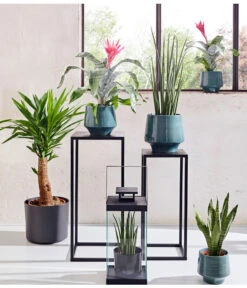 Bogenhanf - Sansevieria Cylindrica 'Mikado' -Compo Verkaufsgeschäft 20180515 PR MO 001 AechmeaSansevieriaBL15