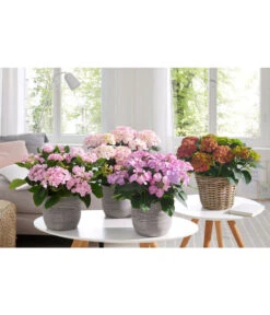 Hortensie - Hydrangea Macrophylla 'Tiffany' -Compo Verkaufsgeschäft 20180522 PR MO 002 HortensienPremium