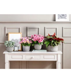 Kreuzkraut - Senecio Cephalophorus -Compo Verkaufsgeschäft 20181002 PR MO 001 Chrysanthemen BL18