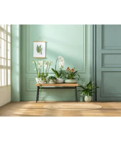 Kleine Zimmerrebe - Cissus Striata -Compo Verkaufsgeschäft 20181115 PR MO 001 Orchideen GC01 01