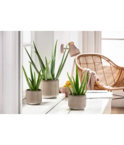 Echte Aloe-Set - Aloe Vera -Compo Verkaufsgeschäft 201904010 PR MO 01 Aloe GC15