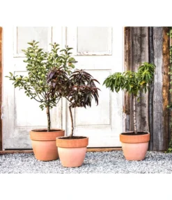 Zwergpfirsich 'Amber Pix Zee' -Compo Verkaufsgeschäft 20190626 WE MO 002 ZwergundSaeulenobst GC10 2020 2