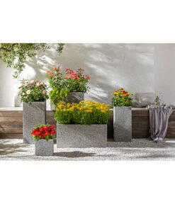 Garten-Scheinsonnenhut 'Cheyenne Spirit' -Compo Verkaufsgeschäft 20190711 PR MO 001 Schmetterlingsgarten Rosen usw GC14 2020 02