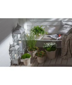 Efeu, Grün -Compo Verkaufsgeschäft 20190920 PR MO 002 Herbststart Skimmia GC 18 2020