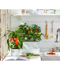 Pick-a-Tom® Cocktailtomate Mit Früchten, Rot -Compo Verkaufsgeschäft 20200604 WE MO 001 IndoorTomatePaprika 2021 GC11 1