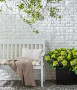 Rispen-Hortensie 'Little Lime®' -Compo Verkaufsgeschäft 20200610 77224686 WE MO 002 Hortensie 2021 GC09 01