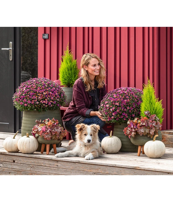 Purpurglöckchen 'Boysenberry' – Bild 2