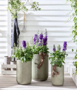 Rittersporn, Verschiedene Farben -Compo Verkaufsgeschäft 20200709 WE MO 001 Rittersporn 2021 GC12