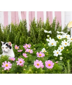 Schmuckkörbchen, Verschiedene Farben -Compo Verkaufsgeschäft 20200716 8811192 WE MO 001 CosmosBipinnatusCosmea 2021 GC13