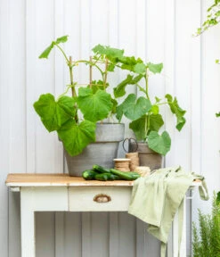 Mini Schlangengurke -Compo Verkaufsgeschäft 20200717 8842643 WE MO 002 CucurbitaePepoZucchiniGruen 2021 GC13 01