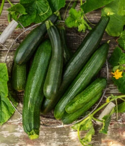 Mini Schlangengurke -Compo Verkaufsgeschäft 20200722 8830747 8831000 WE MO 001 GurkeEtikett