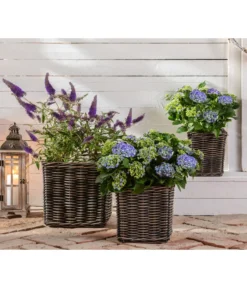 Sommerflieder 'Black Knight' -Compo Verkaufsgeschäft 20200729 7078975 WE MO 002 HortensienBuddleja