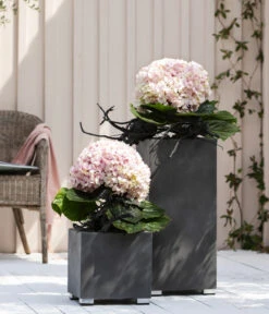 Bauern-Hortensie 'Avantgarde' -Compo Verkaufsgeschäft 20210415 WE MO 001 HortensieAvantgarde BL08 2022 01