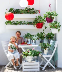 Erdbeerampel -Compo Verkaufsgeschäft 20210624 8841405 4217758 8840027 4101614 WE MO 001 ErdbeerAmpel BL19 2022 02