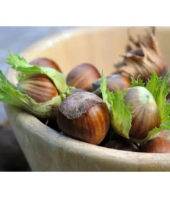 Haselnuss 'Hallesche Riesen' -Compo Verkaufsgeschäft 20220610 7662943 WE MO 123rf 80250141 l Haselnuess