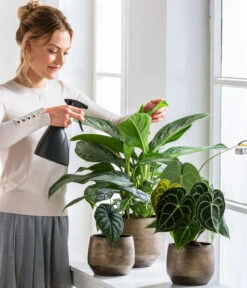 Dehner Keramik-Übertopf Mathea, Bauchig, Gold/braun -Compo Verkaufsgeschäft 220527 5178124 PR WE 001 SprueherGrau