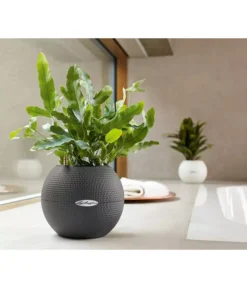 LECHUZA® PURO Color, All-in-One-Set, Rund, Ca. Ø20 Cm -Compo Verkaufsgeschäft 2418622 WE MO 003 LechuzaPuroColor20weiss