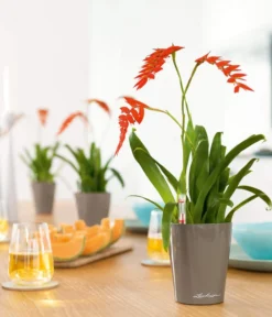 LECHUZA® DELTINI, All-in-One-Set -Compo Verkaufsgeschäft 2425130 WE MO 001 MINIDELTINItaupehochglanz