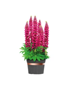 Dehner Bio Schneckenband Kupfer, 5 M -Compo Verkaufsgeschäft 2536555 WE FS 002 DehnerSchneckenbandKupfer