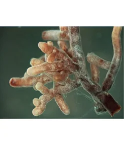 Mykorrhiza Soluble, 30 G -Compo Verkaufsgeschäft 2537132 2360626 WE FS 001 MykorrhizaaufWurzel