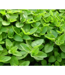 Dehner Gourmet Garten Majoran, Einjährig -Compo Verkaufsgeschäft 2782134 WE DE 001 GourmetGartenMajoranEchterMiranT12Pixabay