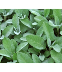 Dehner Gourmet Garten Salbei -Compo Verkaufsgeschäft 2782373 BildD 001 GourmetGartenSilbersalbeiCulinariaGgSalbeiCulinaria