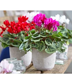 Dehner Beton-Übertopf Jimmy, Rund, Hellgrau -Compo Verkaufsgeschäft 2791507 PR MO 001 TopfJimmyGrauUveSauer