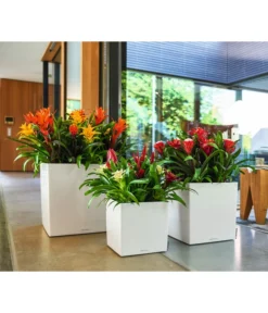 LECHUZA® CUBE, All-in-One Set -Compo Verkaufsgeschäft 2844066 WE MO 010 CubePremiumWeiss 3179850 3179538