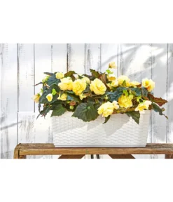 Dehner Kunststoff-Flechtkasten Dallas, Rechteckig -Compo Verkaufsgeschäft 2889723 WE MO 001 DehnerKunststoffFlechtkastenWeissBlumenkasten