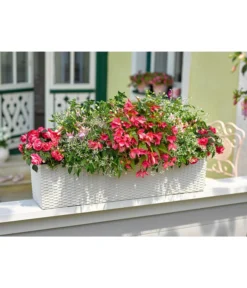 Dehner Kunststoff-Flechtkasten Dallas, Rechteckig -Compo Verkaufsgeschäft 2889822 2889723 WE MO 003 DehnerKunststoffFlechtkastenweiss