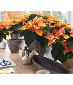 Dehner Keramik-Übertopf Kenia, Konisch, Braun -Compo Verkaufsgeschäft 2938934 WE MO 001 UebertopfKeniaBraun