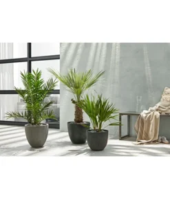 Dehner Polystone-Topf Brisbane In Riffeloptik, Rund -Compo Verkaufsgeschäft 3158847 3158870 3158888 WE MO 003 PolystoneTopfinRiffeloptikrundsand