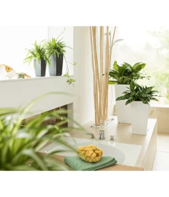 LECHUZA® MAXI/MINI-CUBI, All-in-One-Set -Compo Verkaufsgeschäft 3532264 3683836 2424984 3468618 WE MO 007 CubicoPremiumWeissMinIMaxiCubiAnthrazitNeu