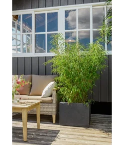 Dehner Kunststoff-Blumenkübel Palermo, Anthrazit -Compo Verkaufsgeschäft 3728110 3728151 3940756 WE MO 009 KunststoffBlumenkuebelKubusanthrazitBlumentopf