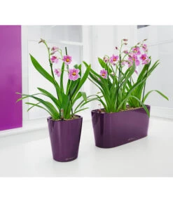Stiefmütterchenorchidee - Miltonia -Compo Verkaufsgeschäft 3890621 8251191 PR MO 001 LechuzaDeltiniDeltiniPrem14KplAuberMiltoniaLechuza