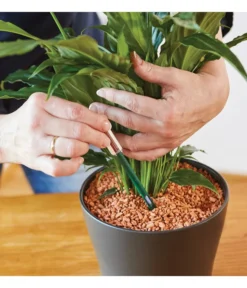 Seramis Gießanzeiger -Compo Verkaufsgeschäft 394684 WE MO 002 SeramisGiessanzeiger 394692