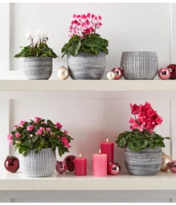 Zimmerazalee - Rhododendron Simsii -Compo Verkaufsgeschäft 4021010 PR MO 002 8205163 8217903 8283640 8620528 AzaleeAlpenveilchenIndiakaMidiCyclameRhododendronTopfMatzMarlonGrauWeiss