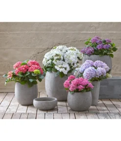 Dehner Leichtbeton-Schale Balloon Stone, Grau -Compo Verkaufsgeschäft 4058046 4058087 4057972 WE MO 004 DehnerLeichtbetonTopfPflanztopfPflanzvase