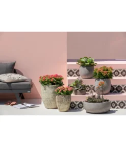 Dehner Leichtbeton-Schale Balloon Stone, Grau -Compo Verkaufsgeschäft 4058046 4058087 4057972 WE MO 005 DehnerLeichtbetonTopfBalloon