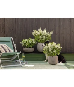 Dehner Leichtbeton-Topf Balloon Stone, Grau -Compo Verkaufsgeschäft 4058046 4058087 4057972 WE MO 006 DehnerLeichtbetonTopfBalloon 1