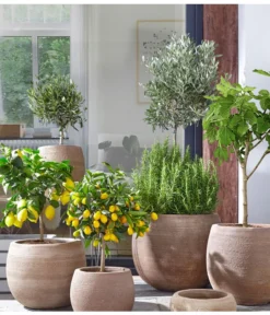 Feige, Hell -Compo Verkaufsgeschäft 4067054 PR MO 002 TerrakottaTopfBalloonGC07 4067088 4067112