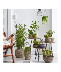 Dehner Keramik-Übertopf Stef, Bauchig, Braun, Ca. Ø25 Cm -Compo Verkaufsgeschäft 4083309 PR MO 002 TrenthemaIStefSukkulententhema 4083317 4083325 4083333 4084349 4084356 4084372 4084380 1