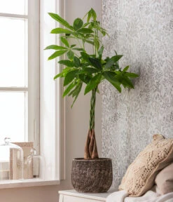 Glückskastanie - Pachira Aquatica, In Keramik -Compo Verkaufsgeschäft 4083325 82506059 4083325 WE MO 001 TopfStefBraunPachiraAquatica